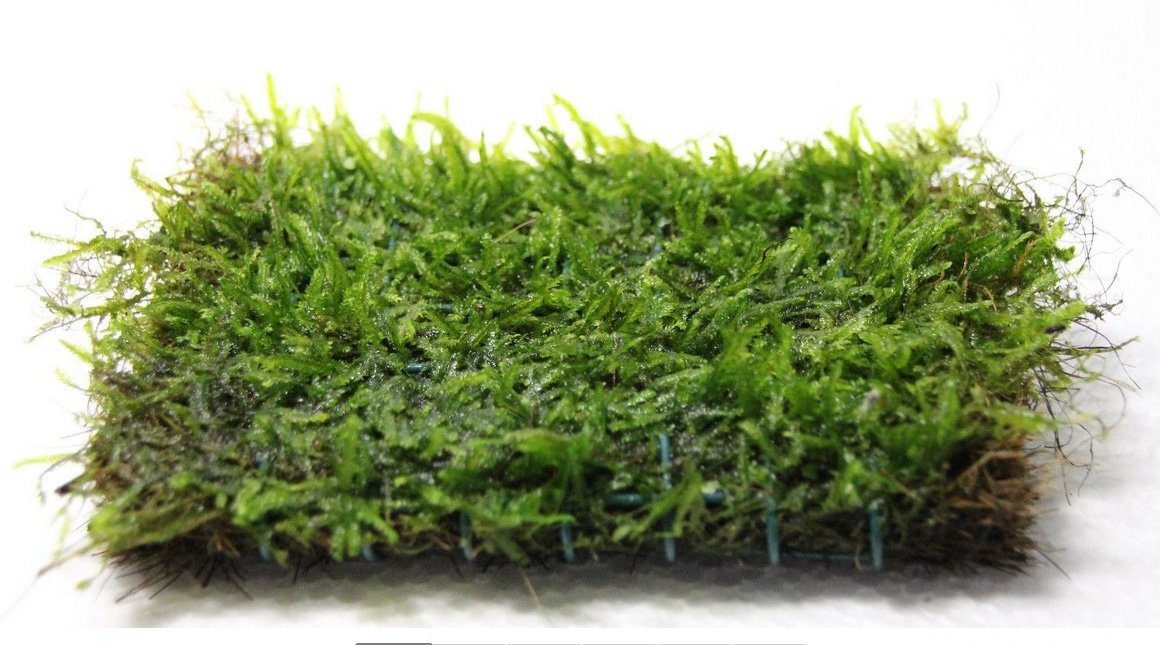Java Moss on 2 x 4 mat – Foreground Carpet Aquarium Plant